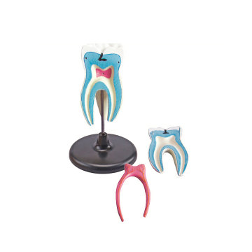 Molar Separated Model ZM1049-1 Natural Size