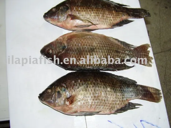 frozen seafood black tilapia fish