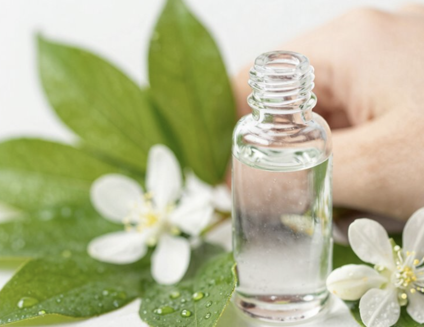 Arctostaphylos uva ursi Extract