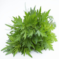 طبيعية نقية 95 ٪ artemisinin artemisia annua استخراج مسحوق