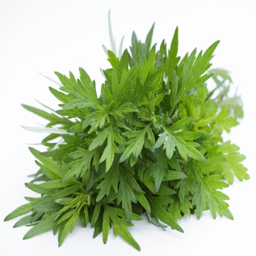 High Quality Artemisia Annua Extract Powder