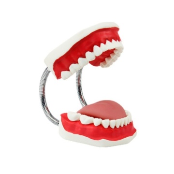 DARHMMY PVC Dental Care Models for Oral Hygiene in Schools and Hospitals