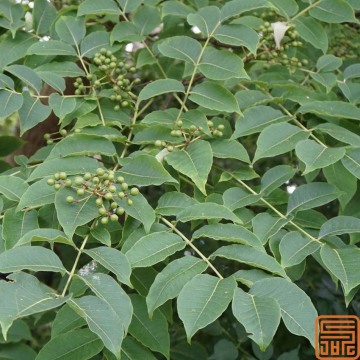 Phellodendron Extracto de corteza Berberine Hidrocloruro de 97% en polvo