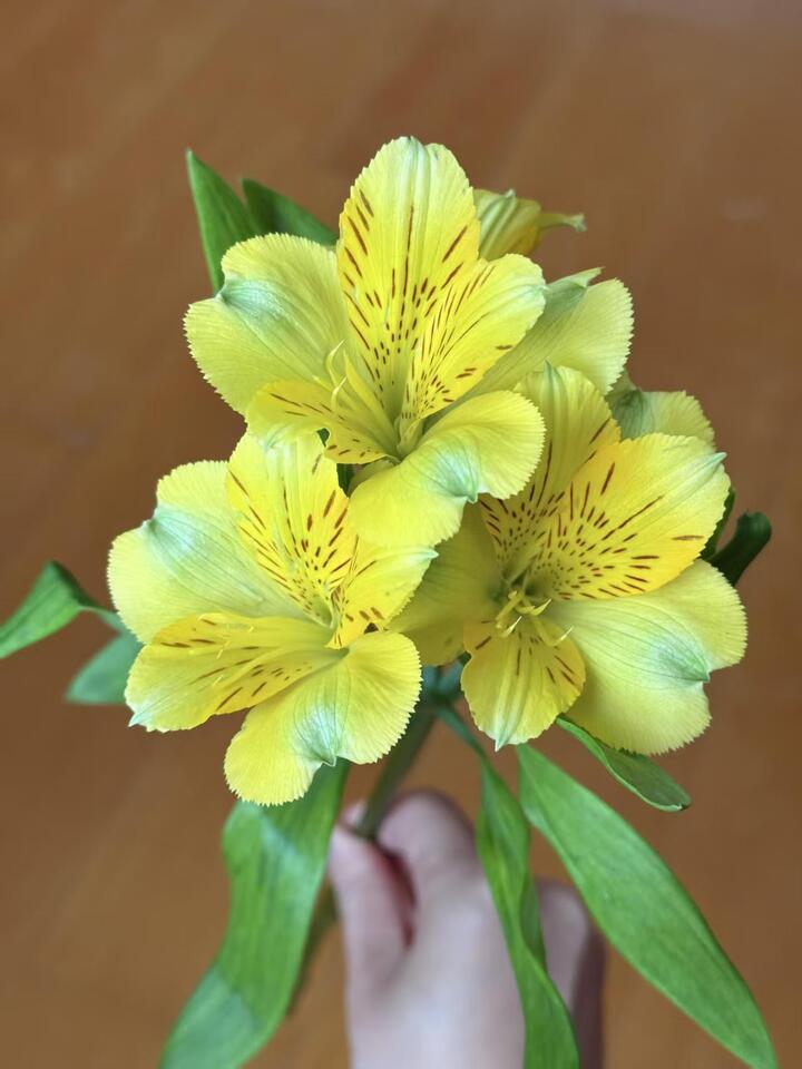 Yellow Alstroemeria