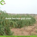 Variedad a granel Eu Bayas de Goji de la variedad al por mayor