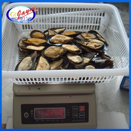 tasty and deliciousfrozen mussels meat half shell