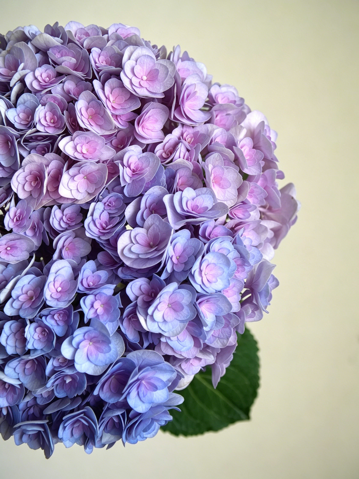 Double Purple Hydrangea