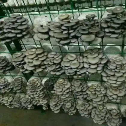 mushroom farm shipping container greenhouse