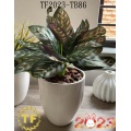 /msite/products/detail/productid/62962255/id/1504288.html