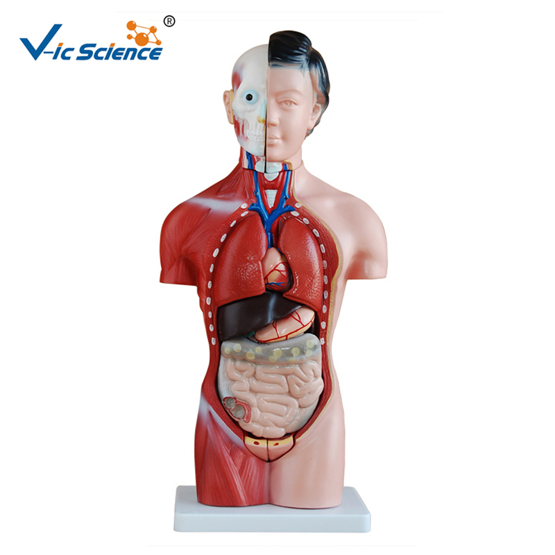 Human Torso Model