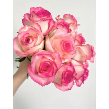 বিশেষ অনুষ্ঠানের জন্য একক মাথার আয়েশা রোজ