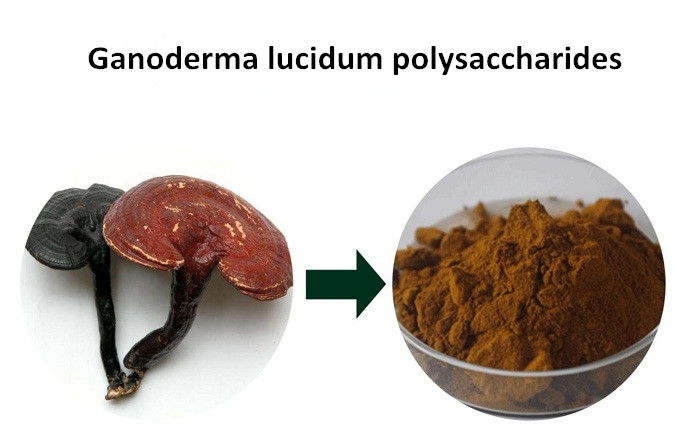 Ganoderma lucidum polysaccharides