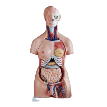 DARHMMY 85CM Unisex Torso Anatomy Model - 40 Parts Medical Science Education Tool