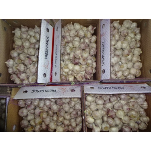 2020 New Sason Normal White Garlic