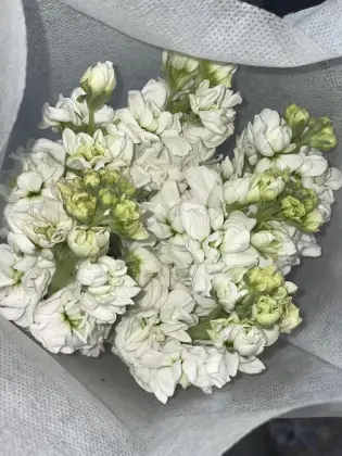High Quality Fresh Cut Flowers White Violet Flowers