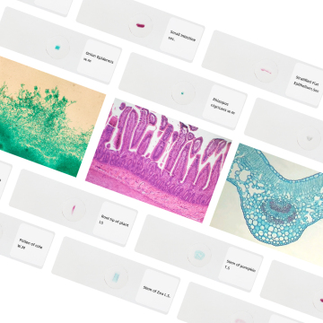 Βοτανική ιστολογία Εργαστήριο Διαφάνειες: FRT2004 Βοηθήματα διδασκαλίας - 100 είδη διαφανειών μικροσκοπίου φυτών