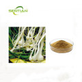 bulbus allii macrostemi extract