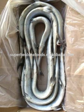 Frozen Japanese Bleeker (Tylosurus melanotus)