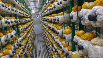 Standard mushroom cultivation type YD40JBJ-B01-TK