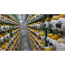 Стандартный тип выращивания грибов YD40JBJ-B01-TK