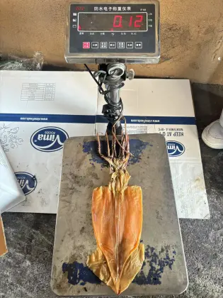 Frozen Dried Calamari Squid – A Unique Seafood Delight