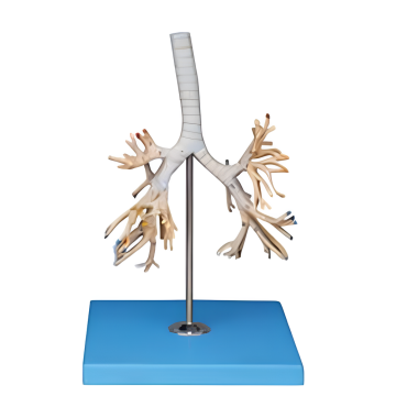 Arbre bronchique (se compose d&#39;une série de tubes de ramification)