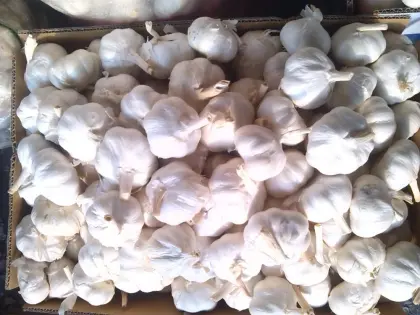 Real orgin jinxiang fresh garlic