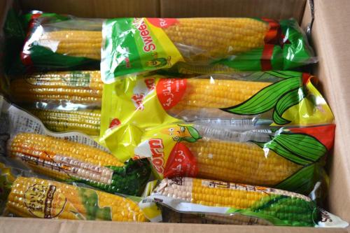 Nueva cosecha de maíz dulce 2019