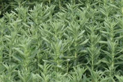 Green Tea Extract green tea polyphenols