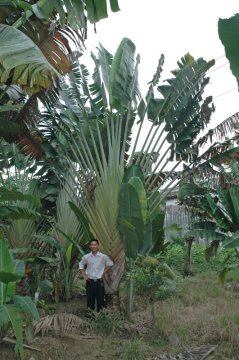 Ravenala big indoor plants