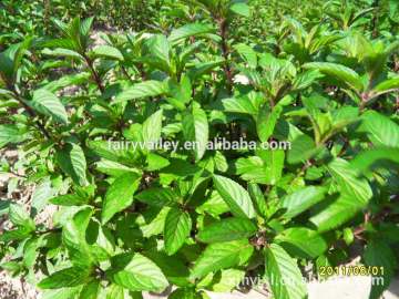95% Purity Peppermint seeds for cultivating
