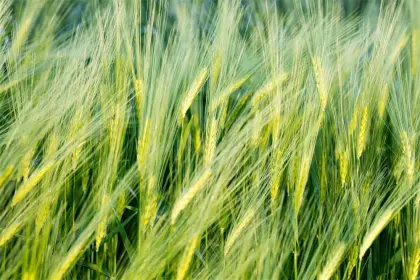 Steward E C Insecticide