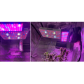 Phlizon 2000watt LED Grow Light Work for Plants