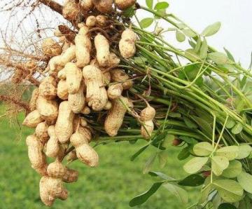 Herbicide diclosulam 98%
