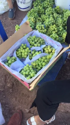 Hot Sell Fresh Sweet green grape wholesale sweet green fresh grapes