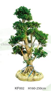 Ficus Microcarpa Multibranch