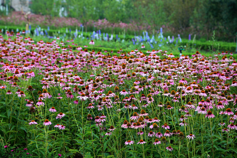 Echinacea Purpurea Extract 3