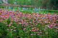 Impianto di estratto di Echinacea Purpurea