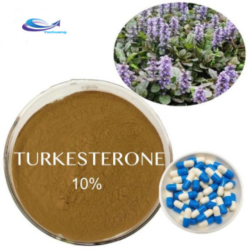 Extrait de turkestérone naturelle de haute qualité ajuga