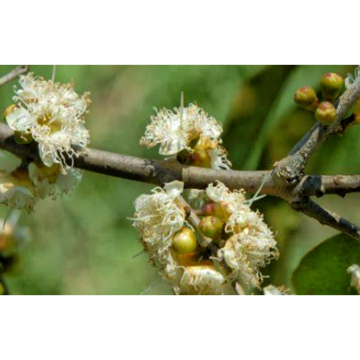 Pure Natural Myrciaria Dubia Extract Camu Camu Extract