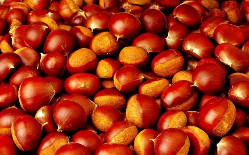 Professinal Exporter for Fresh Chestnut