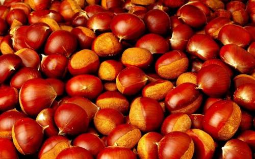 Esportazione professionale di castagne fresche di taglia nuova stagione 70-90