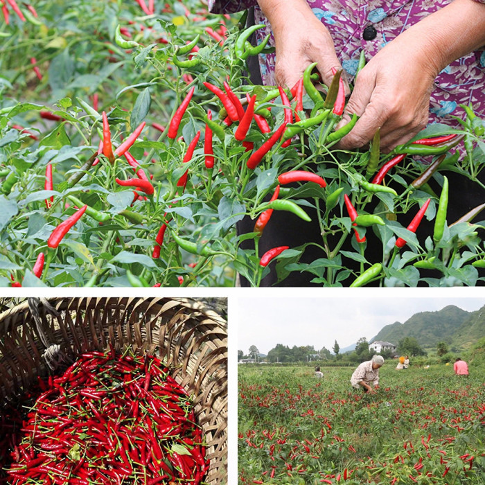 Kurutulmuş Sichuan Biber Kırmızısı (Çin dikenli kül)