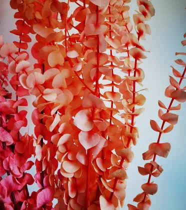 Wholesale Preserved Silver Dollar Leaves for Floral Arrangements