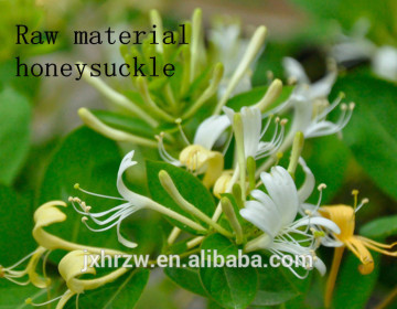 Natural 99% HoneySuckle Flowers Extract Honeysuckle oil