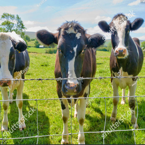 Hot-dip gegalvaniseerd boerderij hek voor Animas