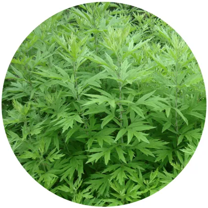 Cofoe 500g Dried Wormwood Leaves Fresh Foot Bath Dehumidification Household Bath Wormwood Mugwort Foot Bath Powder