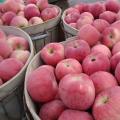 Heerlijk vers fruit Red Star Apple