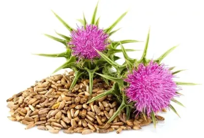 Milk Thistle Extract Silymarin Milk Thistle Extract