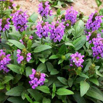 Xia Ku Cao Triterpenoid Saponins Prunella Vulgaris Extract